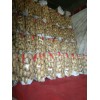 本人供应大量荷兰十五土豆