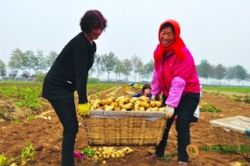 山东阳谷县：脱毒种薯助农增收 ()