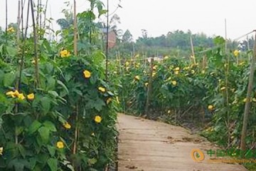 重庆铜梁区：万亩蔬菜长势喜人 丰收在望 ()