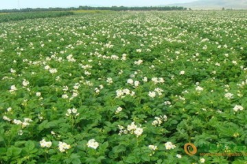张掖柳谷村：马铃薯种植助农增收 ()