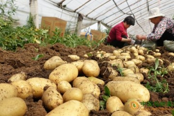 新疆拜城县：新一季马铃薯上市 助农增收 ()