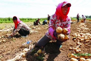 辽宁铁岭：重茬种植马铃薯助农增产增收 ()