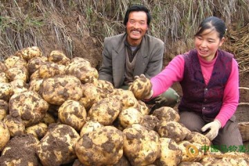 云南乌蒙镇：马铃薯产业带领群众奔小康 ()