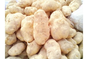 土豆批发晋薯16号个大皮薄芽眼浅淀粉含量高营养丰富
