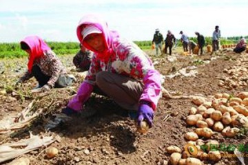 辽宁铁岭：新一季土豆助农增收 ()