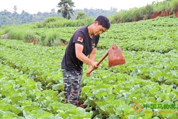 云南陆良县：山地蔬菜助农增收 ()