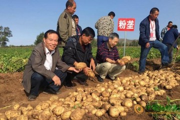 河北沽源：“粉垄高效种植马铃薯”项目成功验收 ()