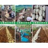 丰荣农业长期供应荷兰系列土豆