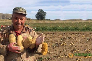 新疆吉木萨尔县：土豆品相与产量逐年提高 ()