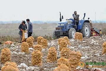 新疆新土豆上市 交易可持续到明年春 ()