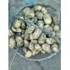 大量出售黑龙江脱毒马铃薯土豆种子
