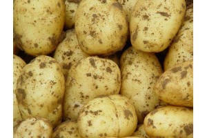 出售内蒙基地优质土豆