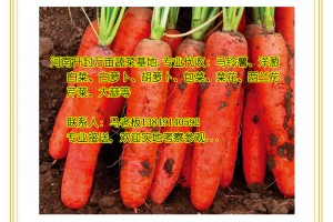 代收：胡萝卜、红萝卜、河南万亩蔬菜基地