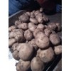 出售各类土豆种子