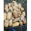 大量提供春季土豆，