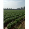 本地大量种植荷兰十五土豆
