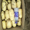 大量供应荷兰土豆