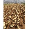 肥城大棚荷兰土豆大量供应