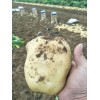 大量供应土豆