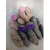 紫玫瑰马铃薯