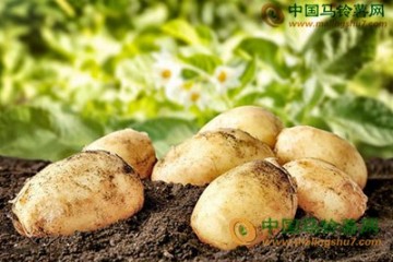 马铃薯：价格7月持续季节性下跌 ()