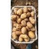 大量供应荷兰土豆