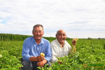 马铃薯种植助力农民致富 ()