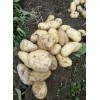 大量供应贵州威宁高山土豆