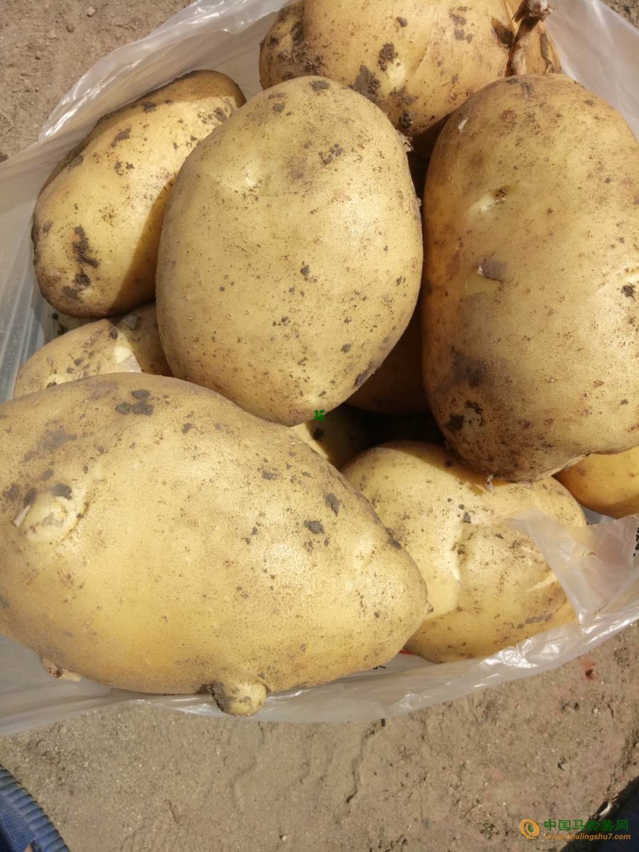 本人种植大量尤金885土豆 ()