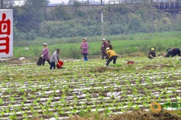 广西：标准化种植马铃薯 ()