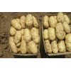 大量供应荷兰十五土豆专业产地代办