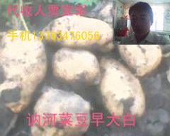 黑龙江土豆经济人