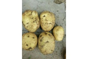 吉林省松原市扶余市现有大量土豆出售