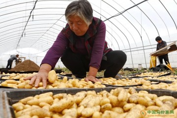 河北：产业化马铃薯喜丰收 ()