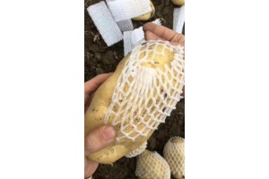 广东省惠州惠东马铃薯农户直销