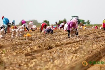 毛乌素沙漠里种出“希望薯” ()