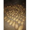 大量供应荷兰十五土豆，张小云