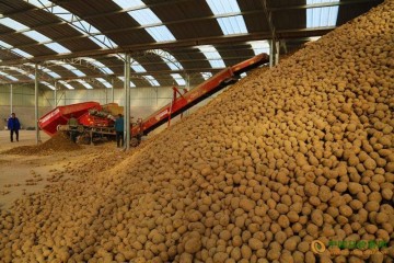 张掖：发展马铃薯加工产业链 ()