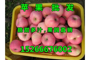 山东今日红富士苹果基地价格行情