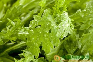 惠州：部分蔬菜价格上涨 ()