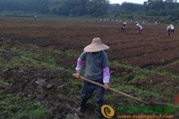 “一元菜”让海口市民安心过冬 ()