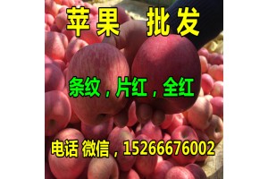 今日红富士苹果批发价格行情
