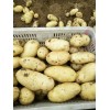 山东滕州马铃薯大量销售