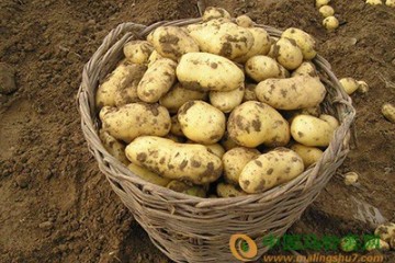 马铃薯育种和繁殖方式的颠覆性创新 ()