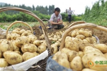 “中国马铃薯之乡”在哪你知道吗？ ()