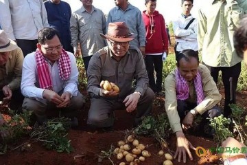 柬埔寨：马铃薯试种成功 ()