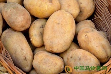 黑龙江：农民种土豆 4个月挣10万？ ()