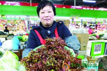 青岛：多种野菜抢“鲜”上市 ()