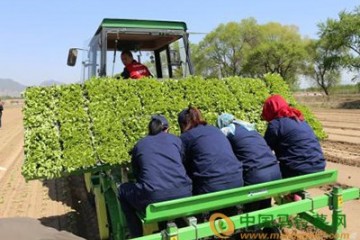青岛：大力推动蔬菜种植机械化 ()