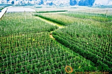 济南：未来将大力发展蔬菜产业 ()